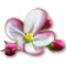 apple blossom.png