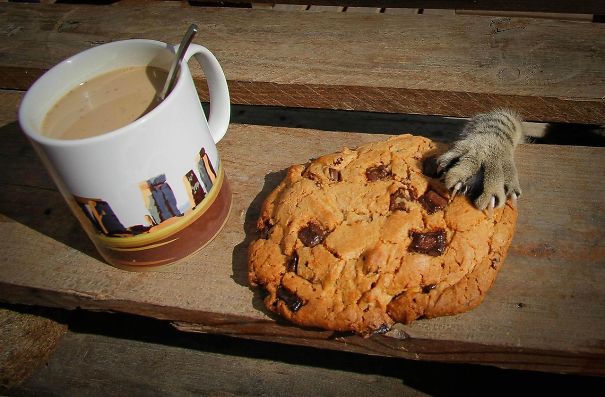 Cat Stealing cookie.jpg