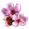 cherry blossom.png