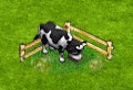 cow-single.gif