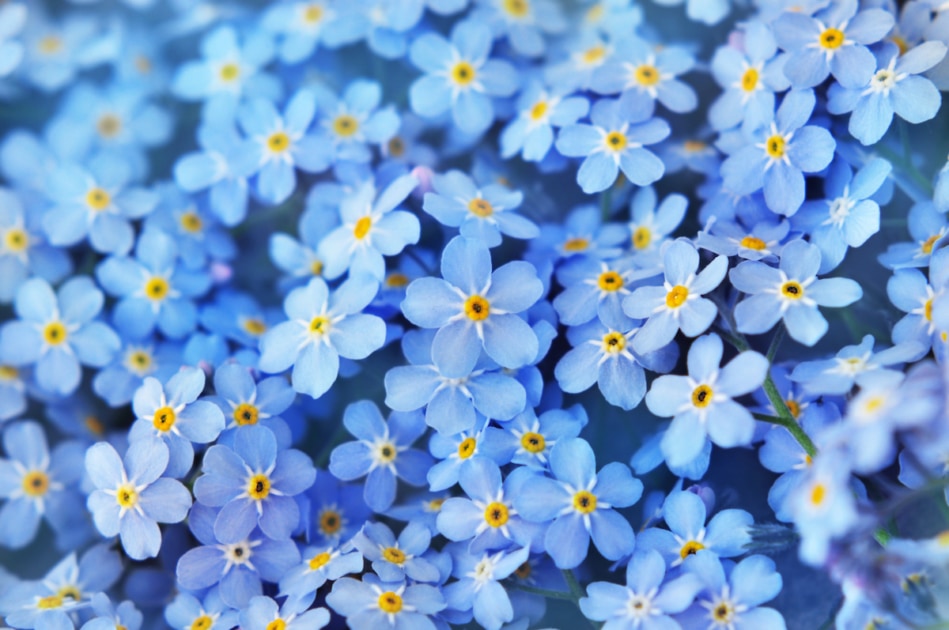 forget-me-not-flower-as309740666-949x630.jpeg