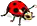 ladybug.png
