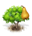 pear_bosc.png