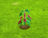 philodendronatabapoense_upgrade_0.gif