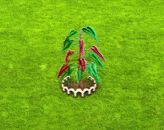 philodendronatabapoense_upgrade_1.gif