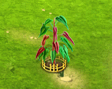 philodendronatabapoense_upgrade_2.gif