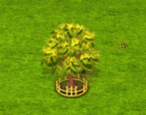 redsnakebarkmaple_upgrade_2.gif