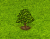 sessileoak_upgrade_0.gif