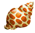 spotted shell.png