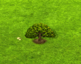 tessmanniaprinceps_upgrade_0.gif